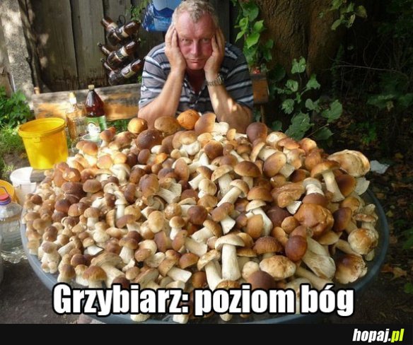 Grzybiarz