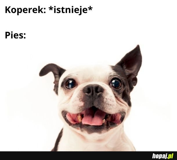 Ależ on żre koperek!