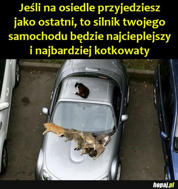 Kotkowaty samochód