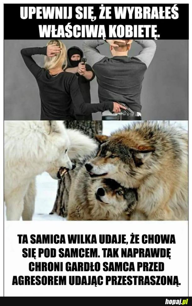 Samica