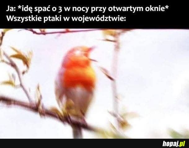 Zaczynamy