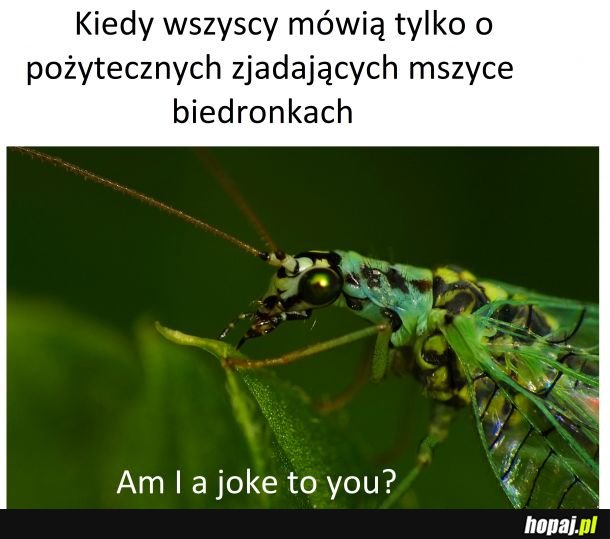 Złotook