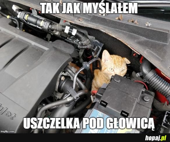 Kot mechanik