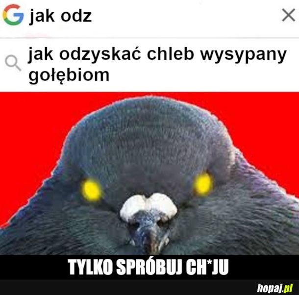 Pytanko