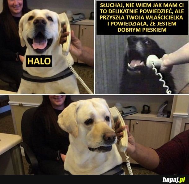 Halo?