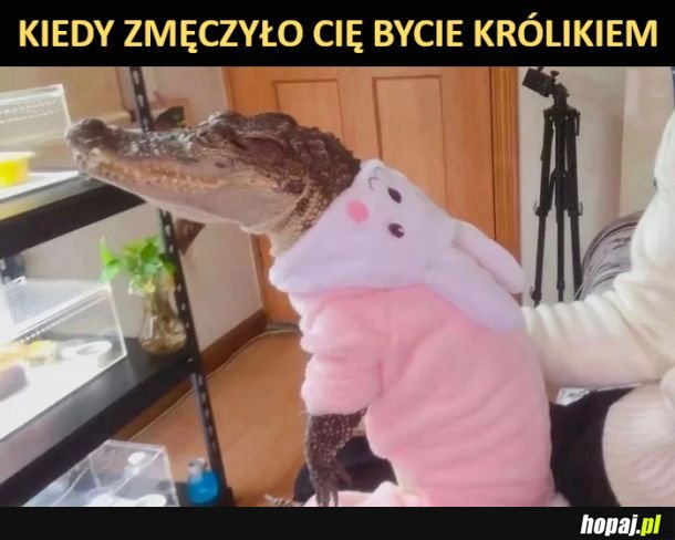 Kiedy zmęczyło cię bycie królikiem