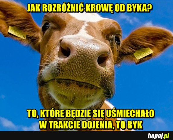 KROWA A BYK 