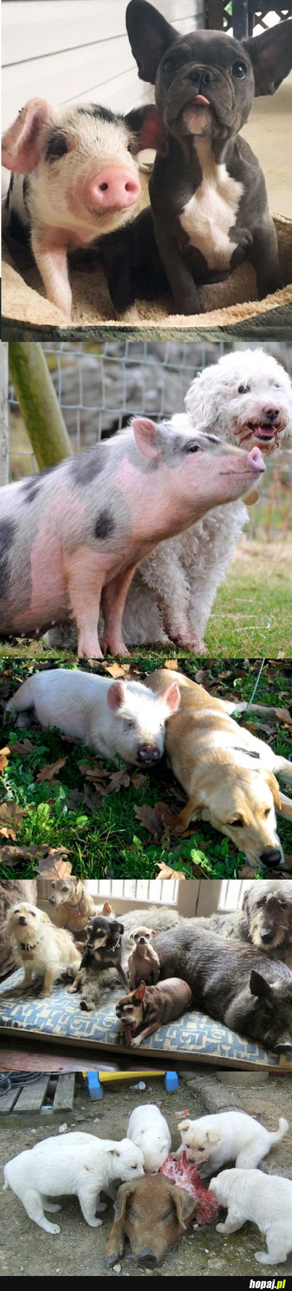 DOGS LOVE PIGS ...