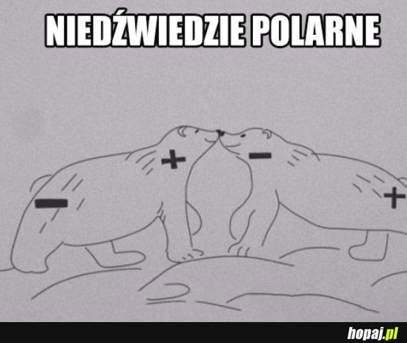 NIEDŹWIEDZIE POLARNE