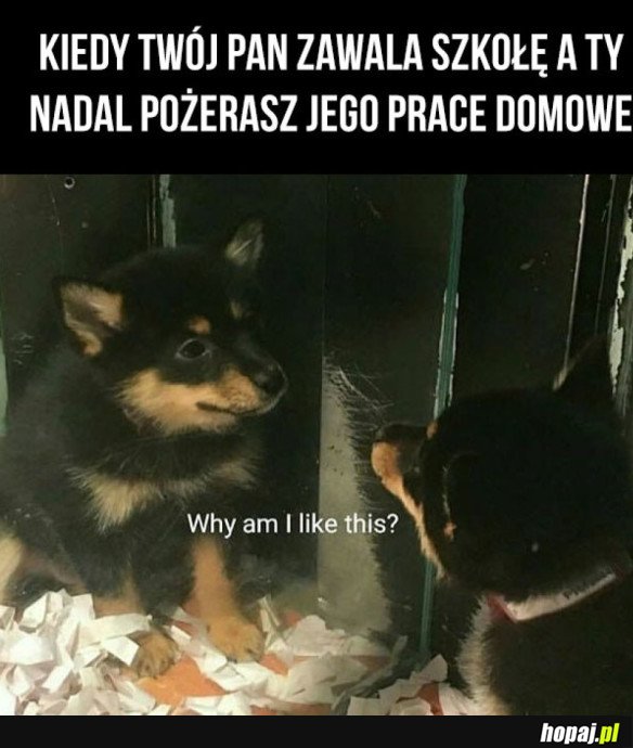 NIEZNOŚNY PIESEŁ