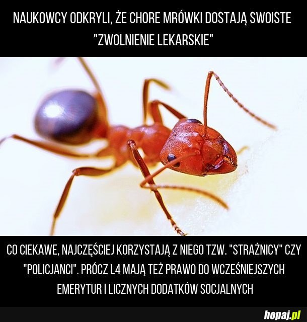 Mrówka na L4