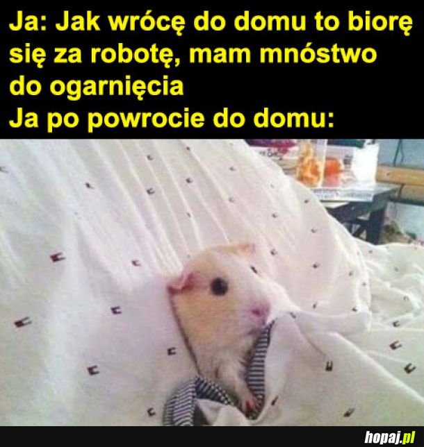 Mnóstwo do ogarnięcia