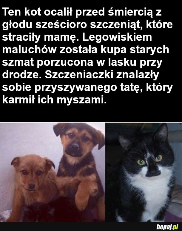  koty i psy