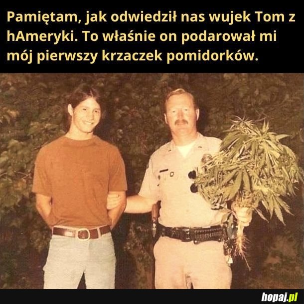 Pomidorki wuja Toma