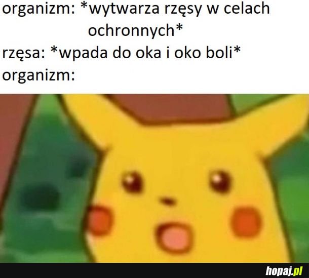 Rzęsa