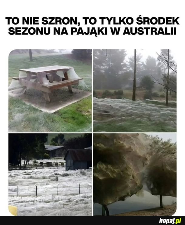 Pająki