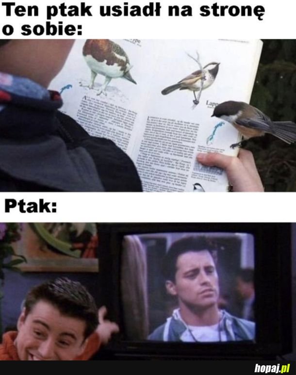 Ptak pod wrażeniem