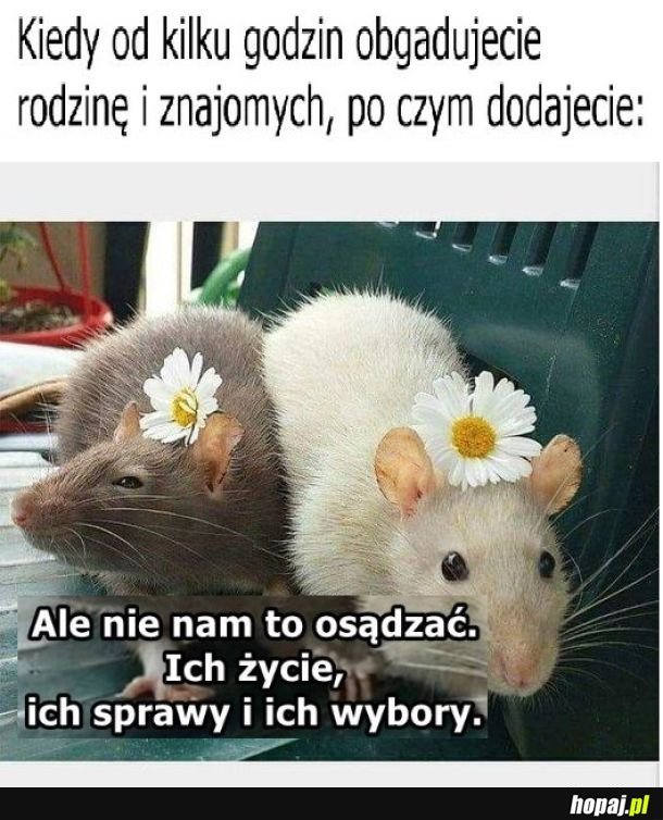 Plotki