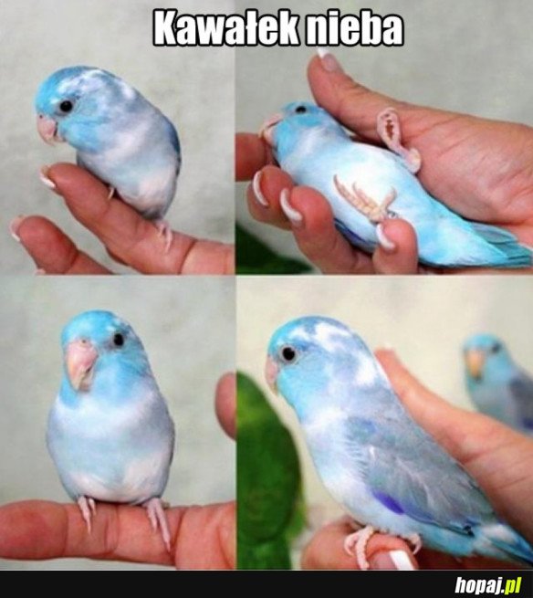 PAPUGA