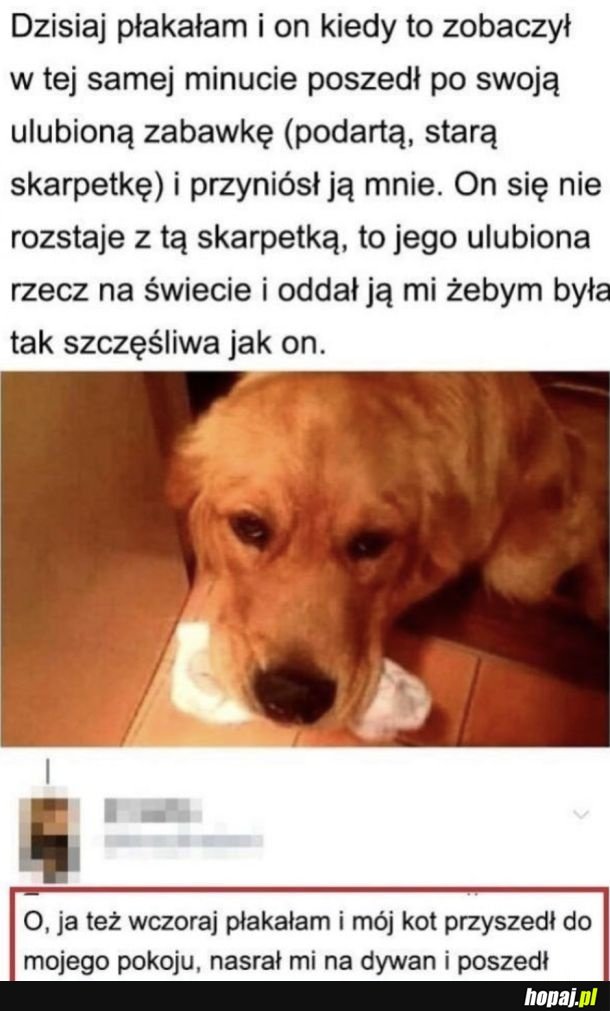 Kochany pieseł