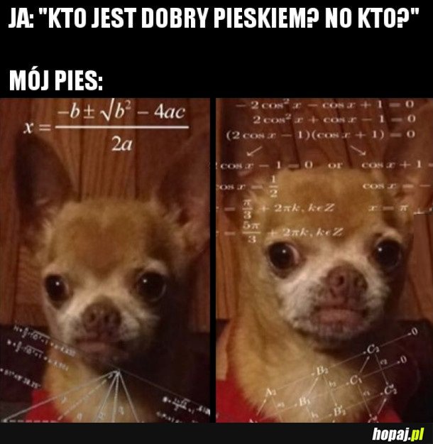 DOBRY PIES