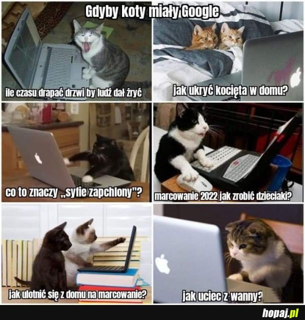 Gdyby koty miały Google