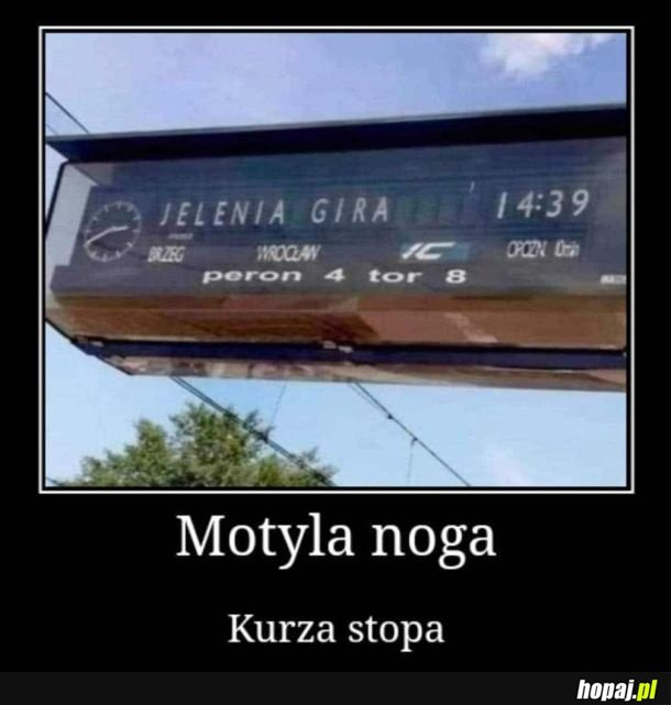 Jelenia gira
