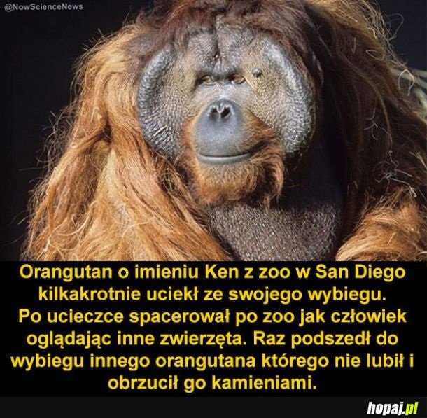 Orangutan śmieszek