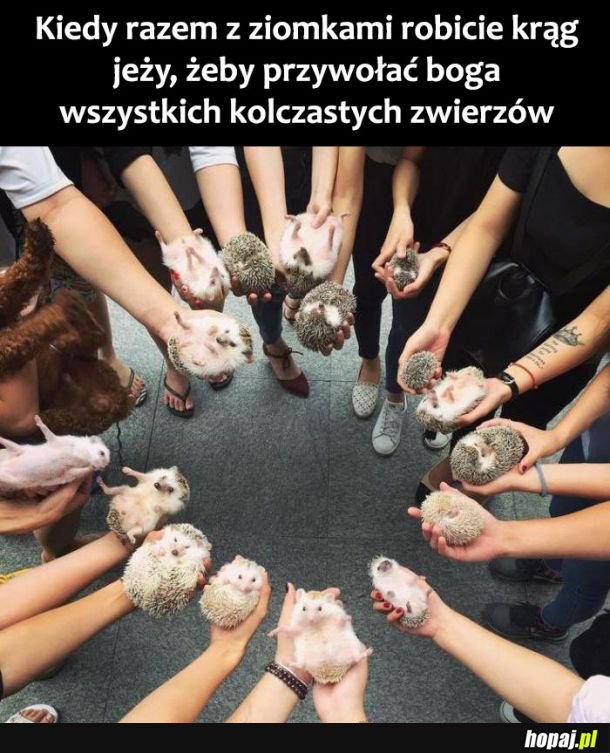 Krąg