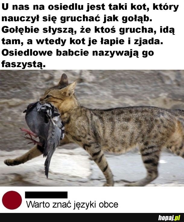Kot faszysta