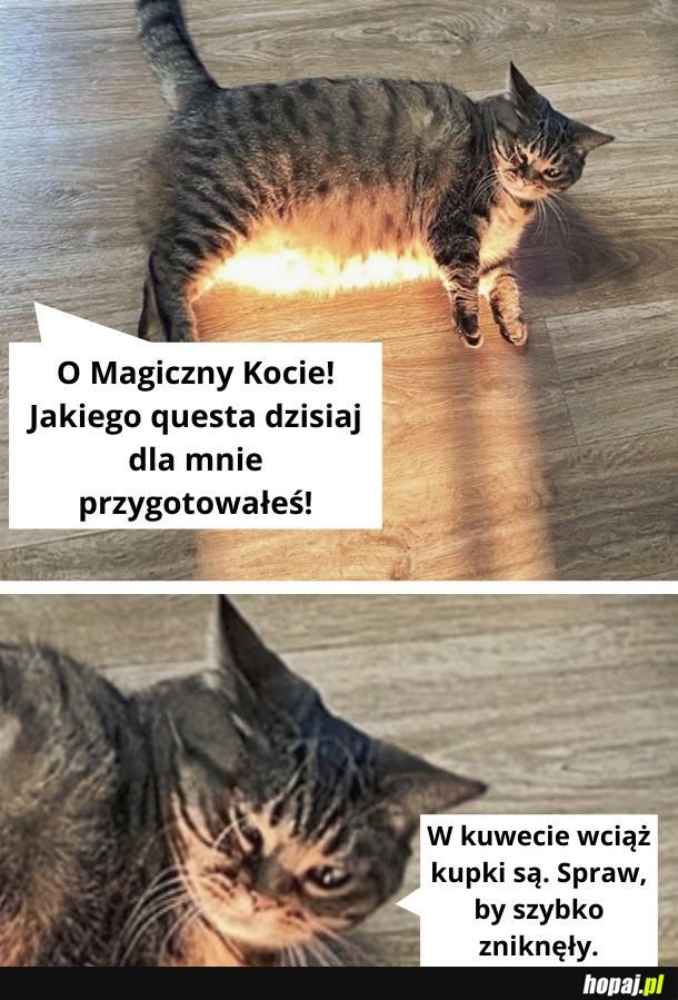 Magiczny Kot