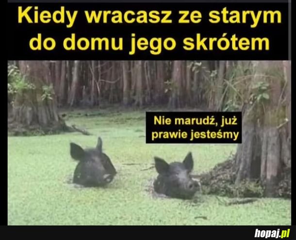 Stary