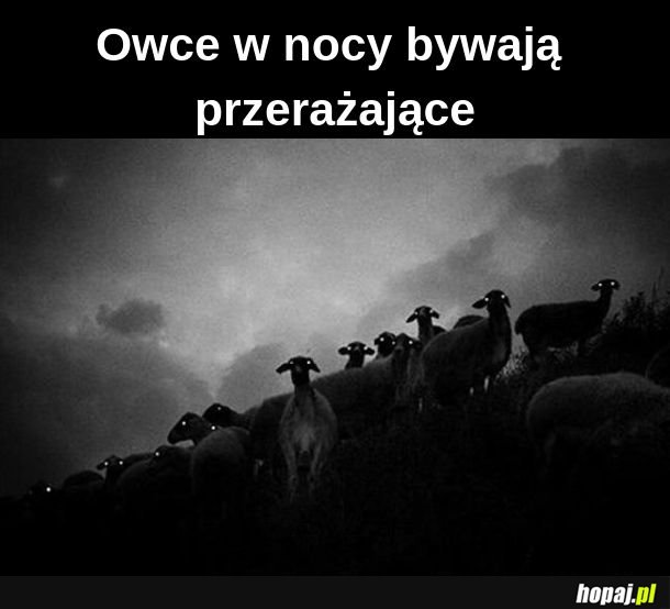 Owca