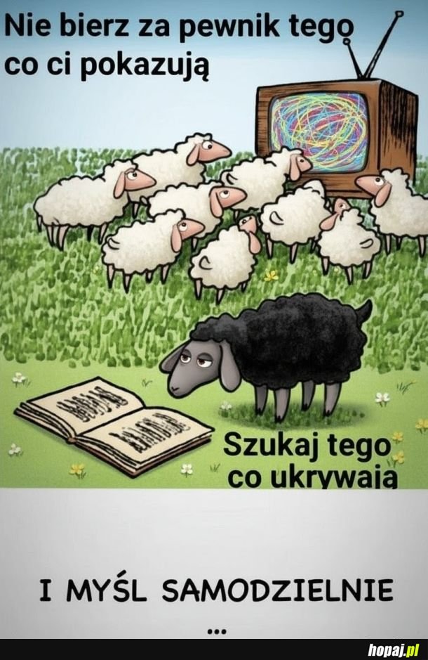 Owce