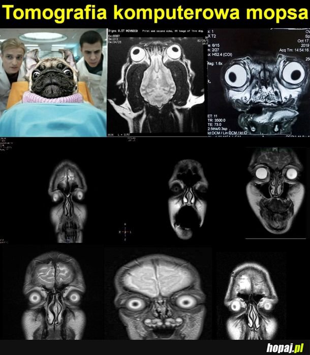 Tomografia komputerowa mopsa
