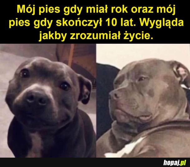 Mój pies