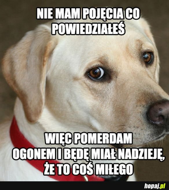 Pieski takie są