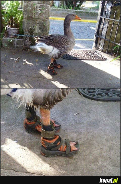 What the Duck ?