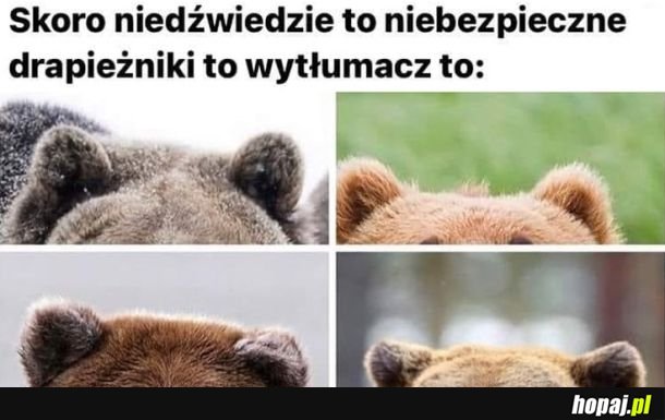 Uszy