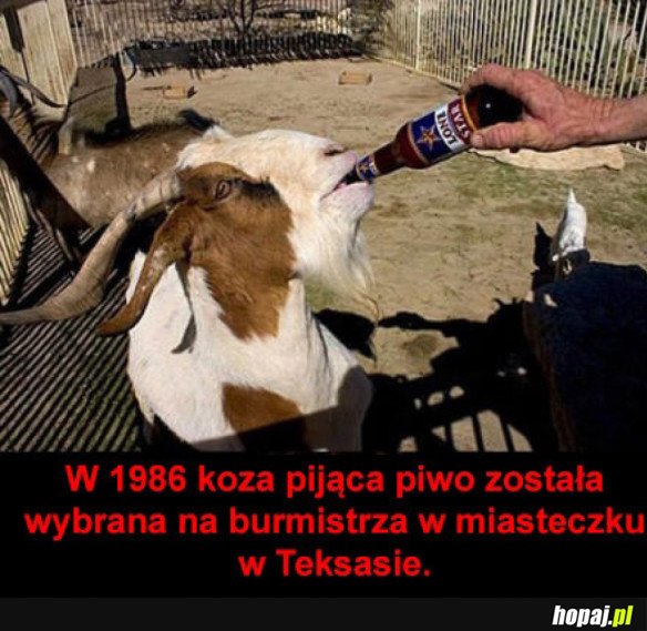 BURMISTRZ JAKIEGO ŚWIAT POTRZEBUJE