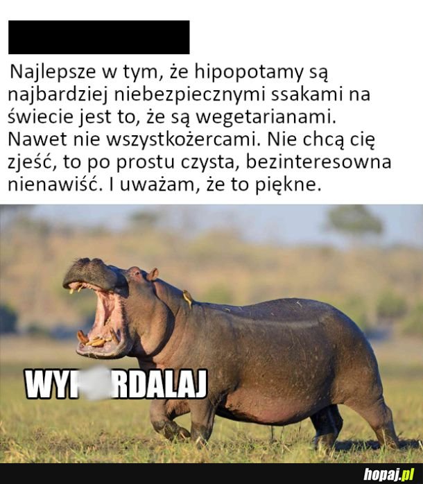 Uważam, że to jest piękne