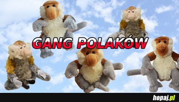 GANG POLAKÓW