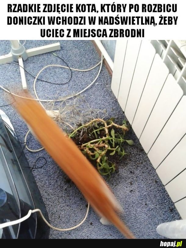 Rzadkie zdjęcie