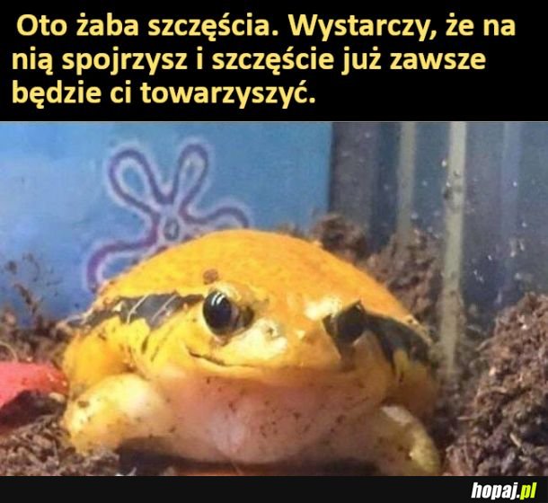 Żaba szczęścia