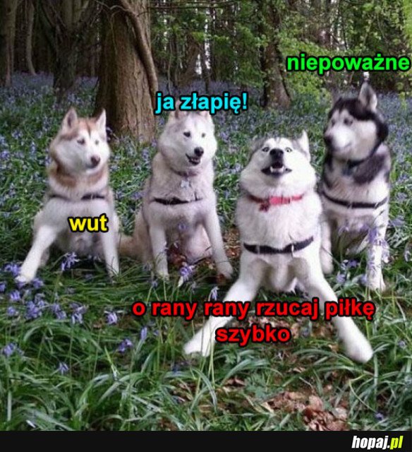 PIESKI CHCĄ SIĘ BAWIĆ