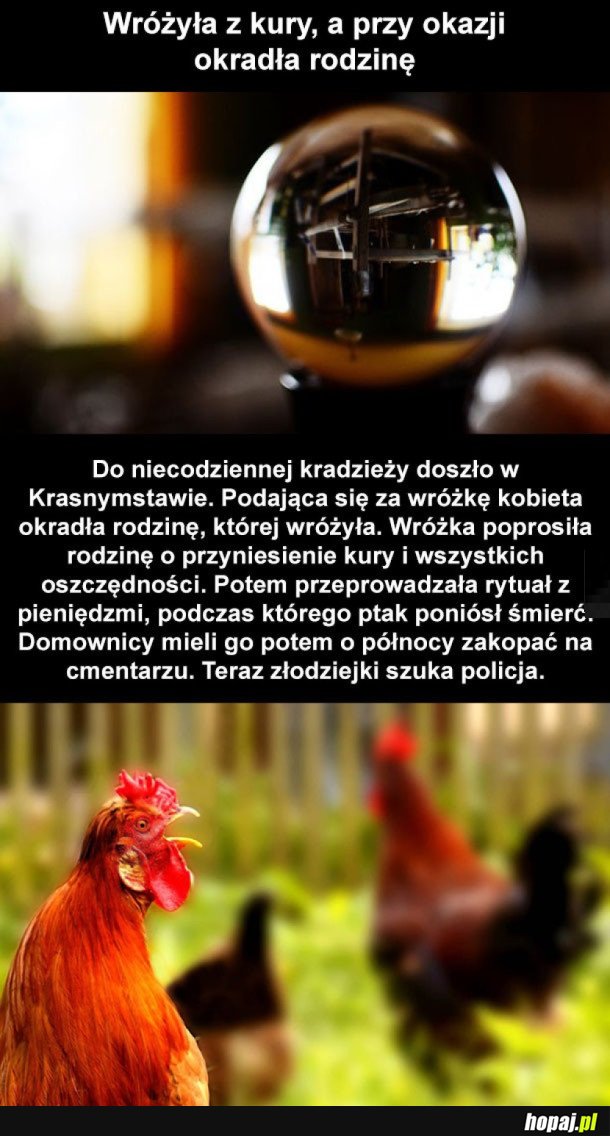 KURY SĄ PRZERAŻONE