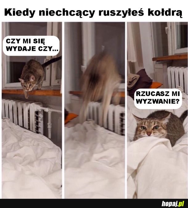 Tak to jest z kotełami