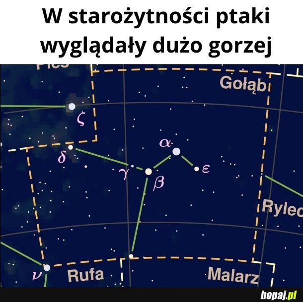 Gołąb