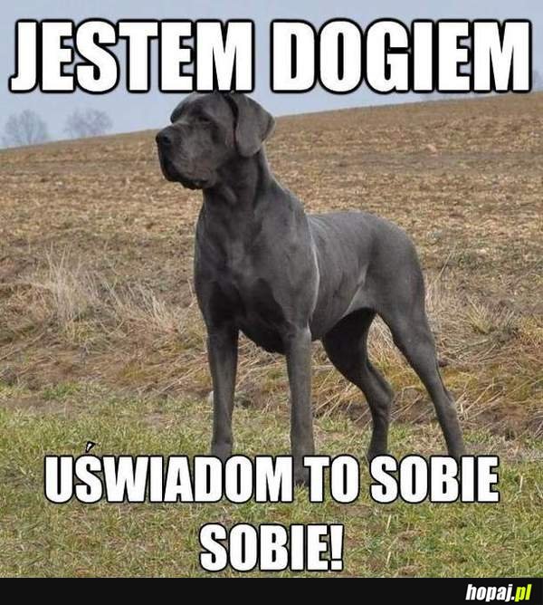 Jestem dogiem