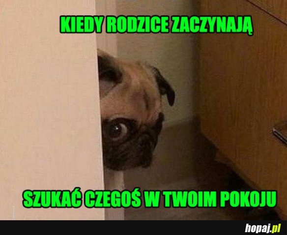 PODEJRZANY PIES